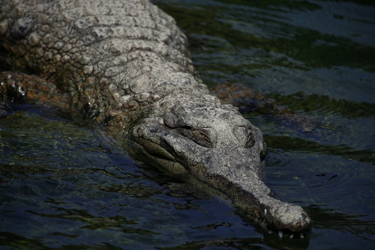 Close-up of a crocodile swimming in Valencia, showcasing its textured skin and natural habitat.